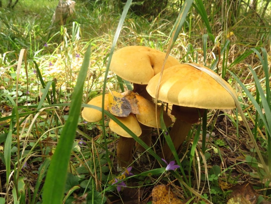 Феолепиота золотистая Phaeolepiota