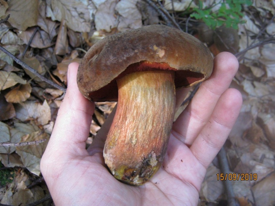Болетус красноножковый Neoboletus erythropus