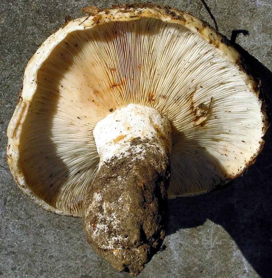Груздь сизоватый Lactarius glaucescens