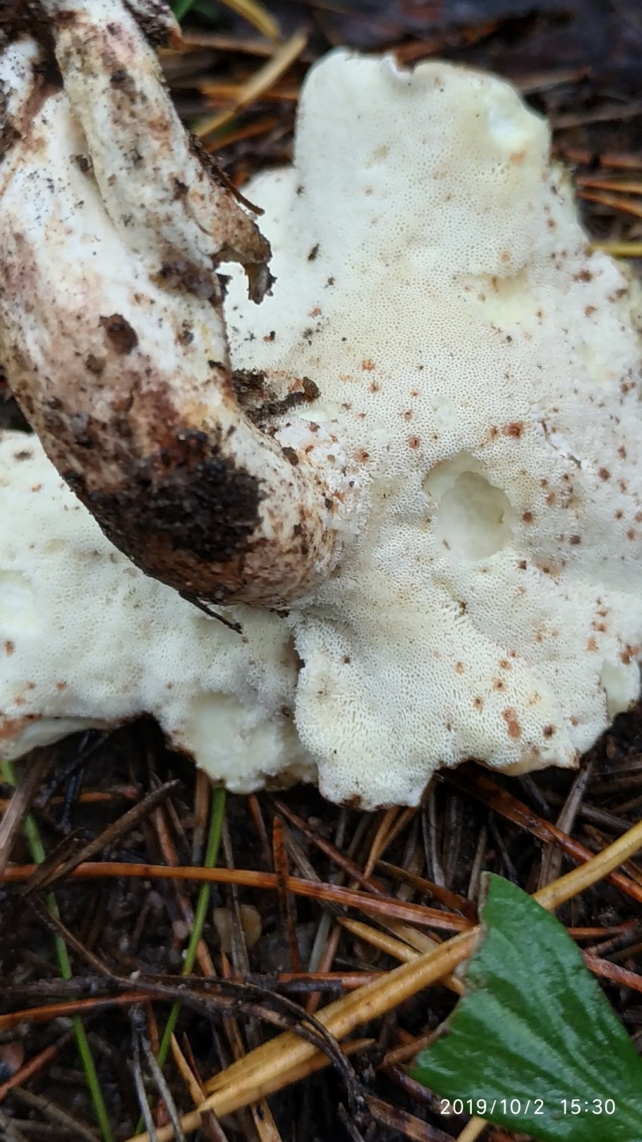 Скрипица Млечный сок