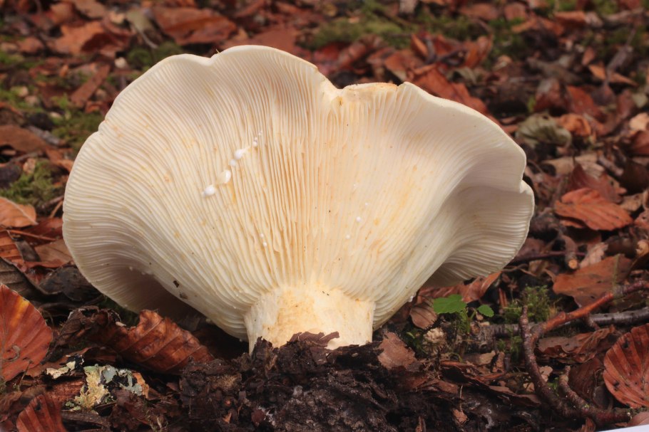 Груздь скрипица