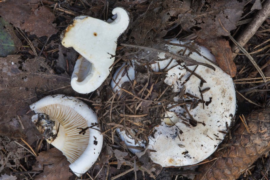 Скрипуны грибы фото отличие от груздей