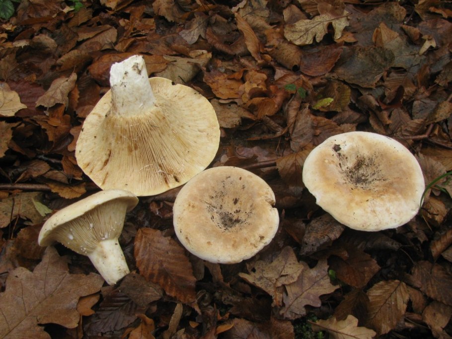 Скрипица волнушка белая