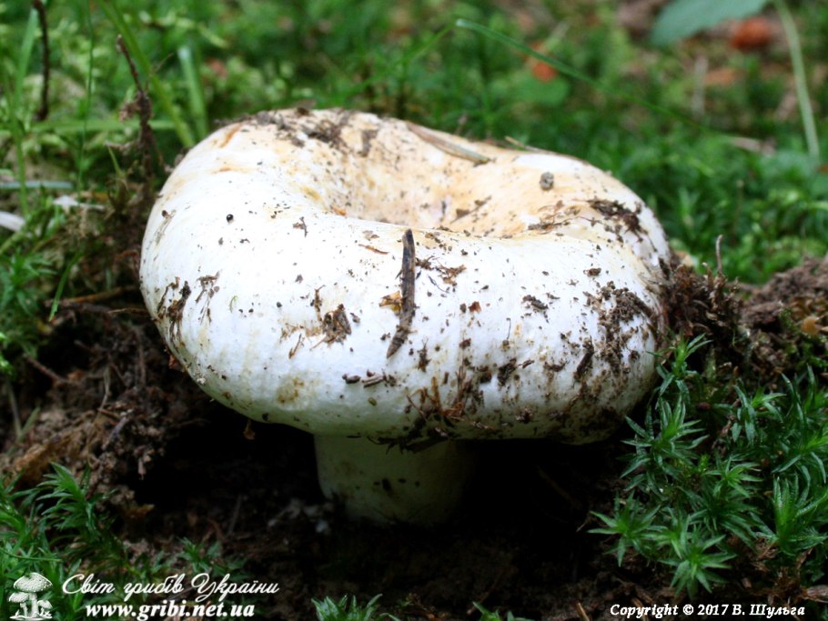 Скрипица Lactarius vellereus.
