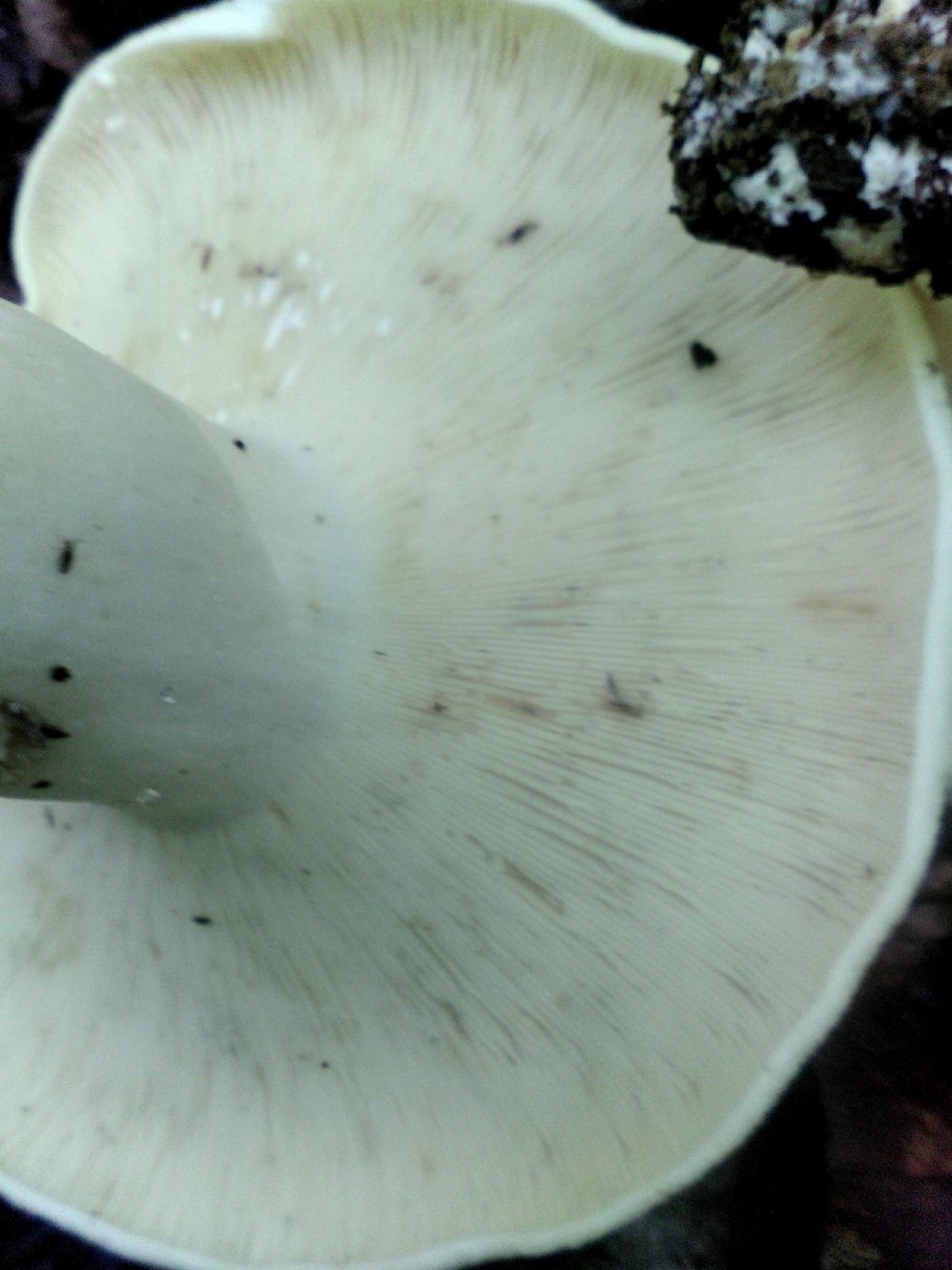 Груздь ложный скрипица