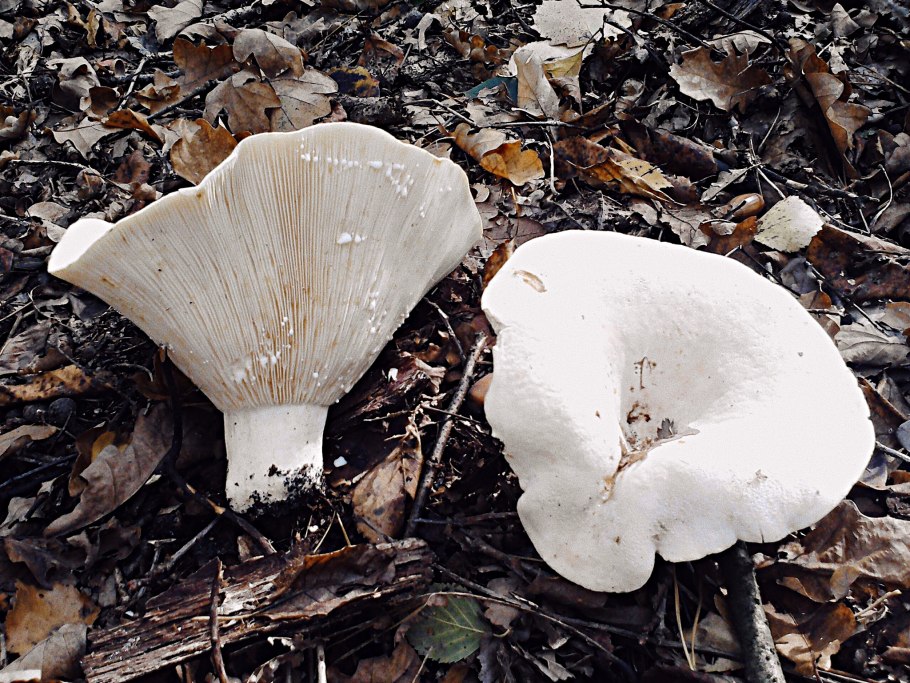 Скрипица Lactarius vellereus.