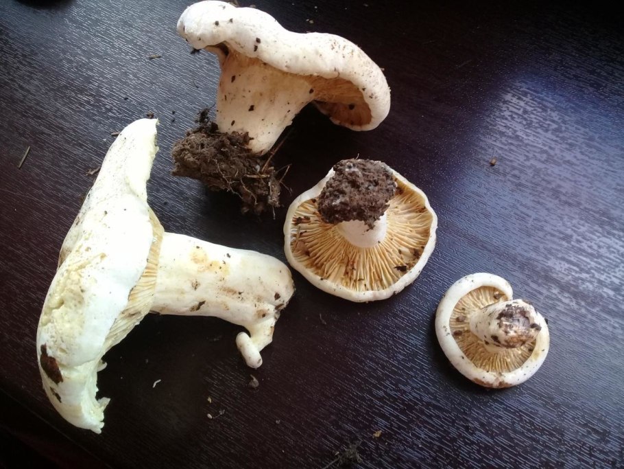 Скрипица гриб съедобный