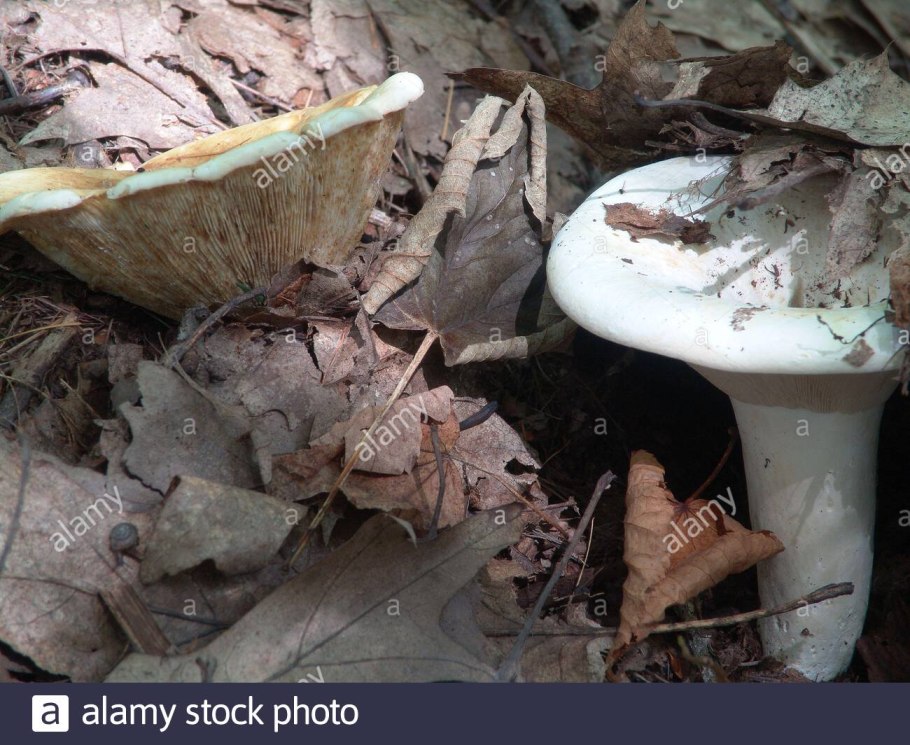 Скрипица волнушка белая