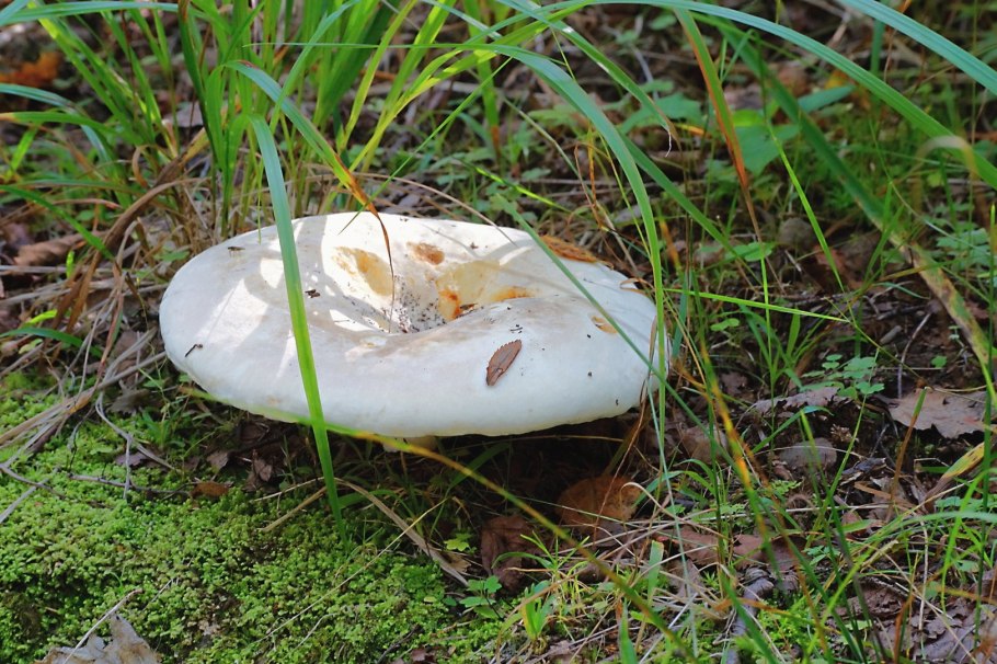 Скрипица Lactarius vellereus.
