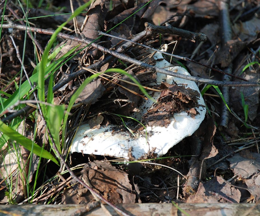 Lactarius bertillonii