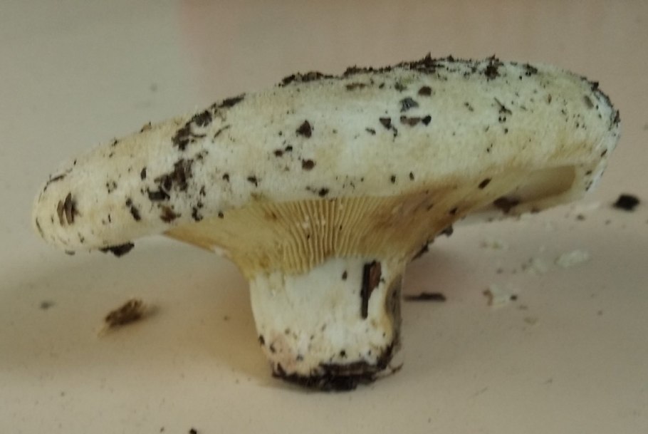 Скрипица Lactarius vellereus.