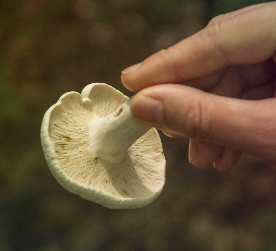 Гриб Альбатреллус сливающийся