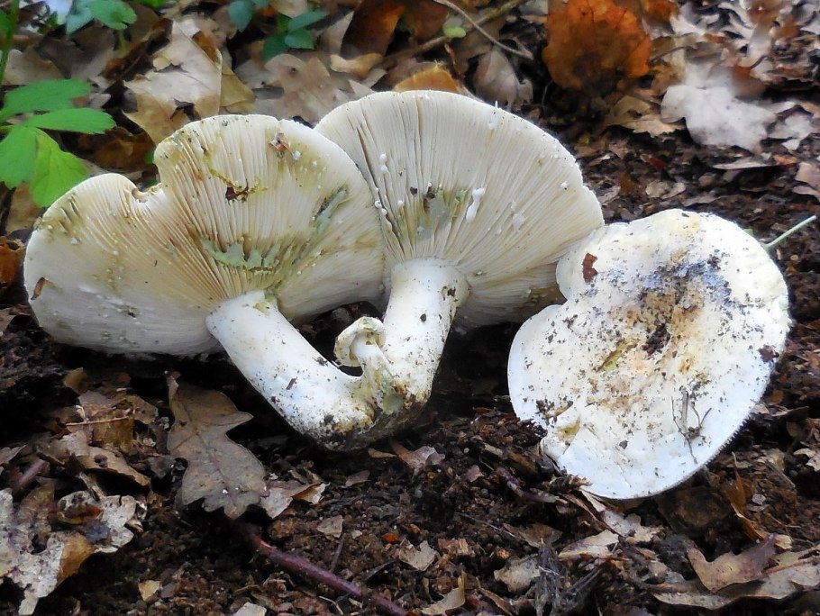 Скрипица подгруздок