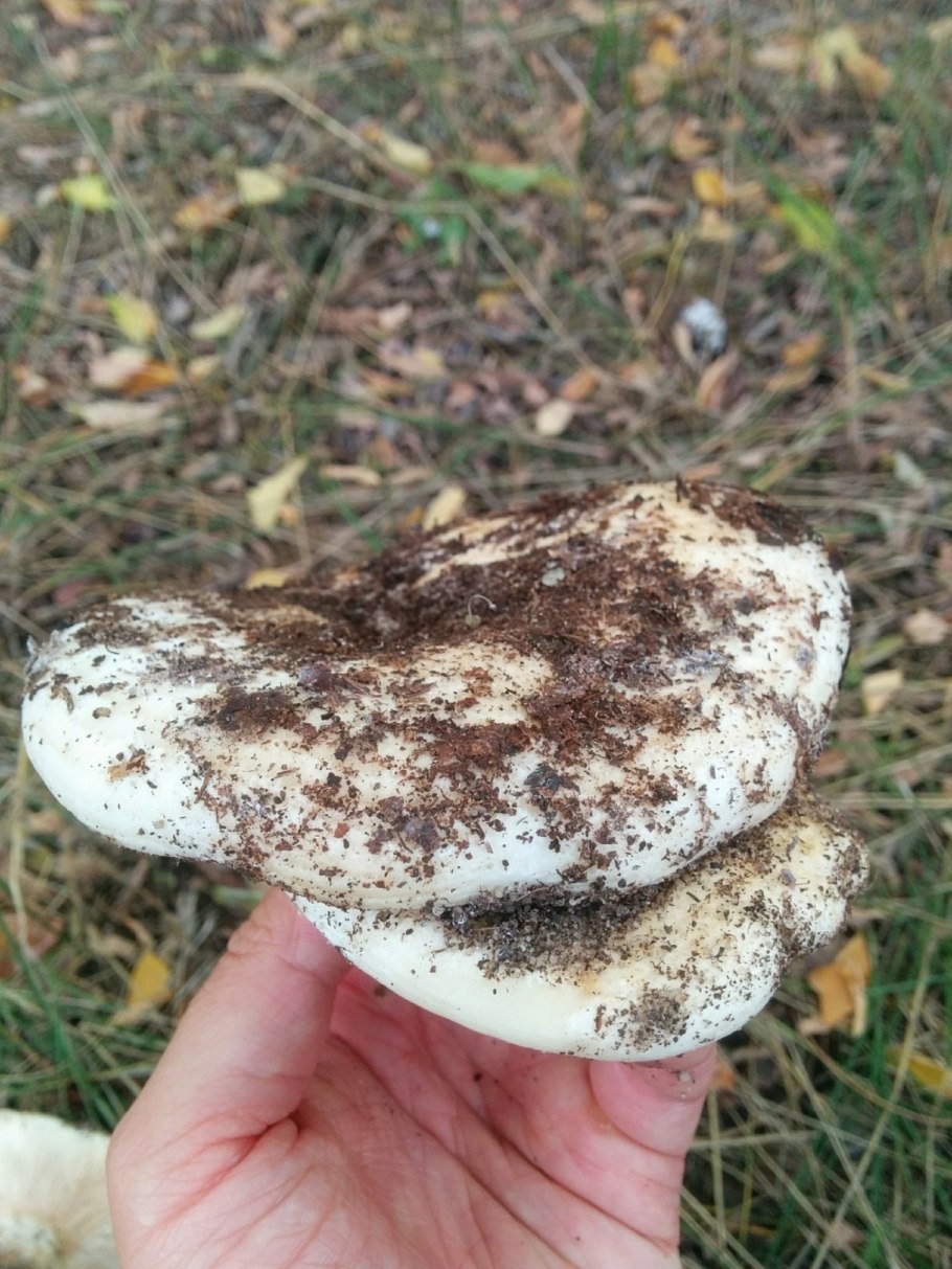 Скрипица подгруздок