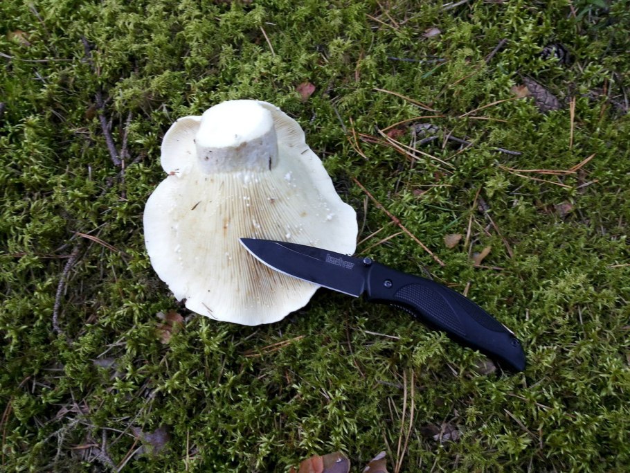 Пластинчатые грибы грузди