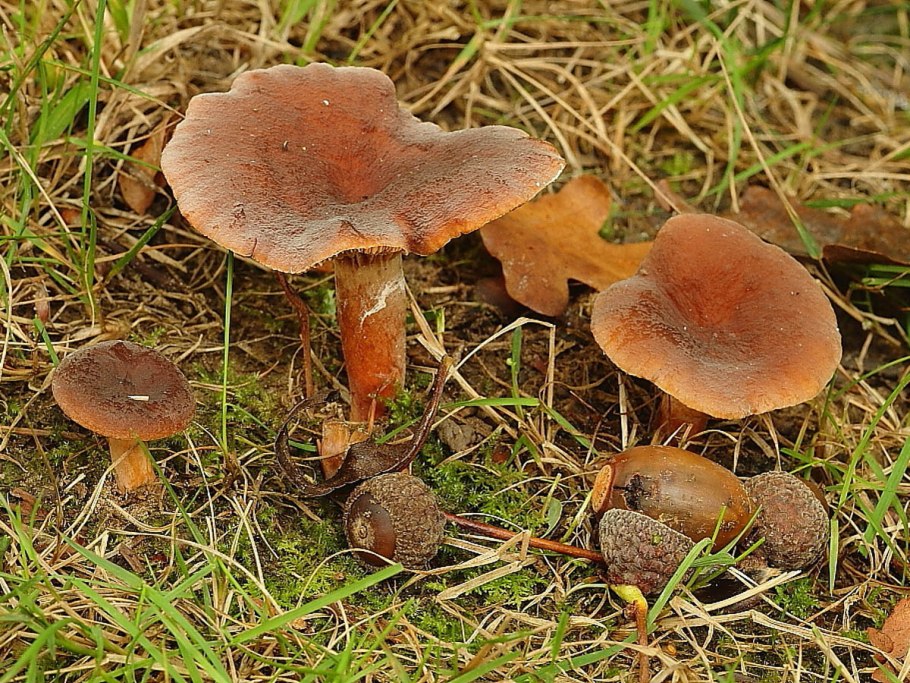 Гладыш млечник обыкновенный Lactarius trivialis