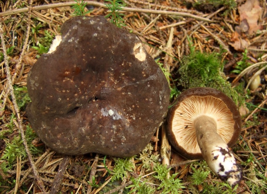 Гриб млечник горькушка