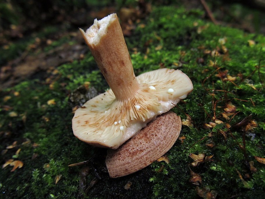 Lactarius tabidus