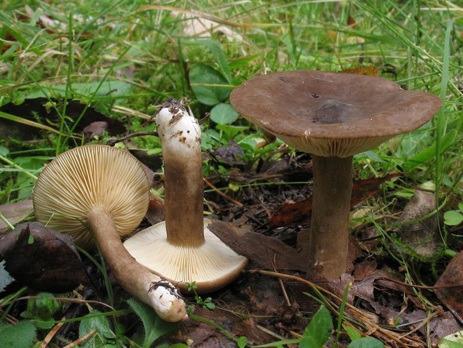 Млечник дубовый Lactarius Quietus