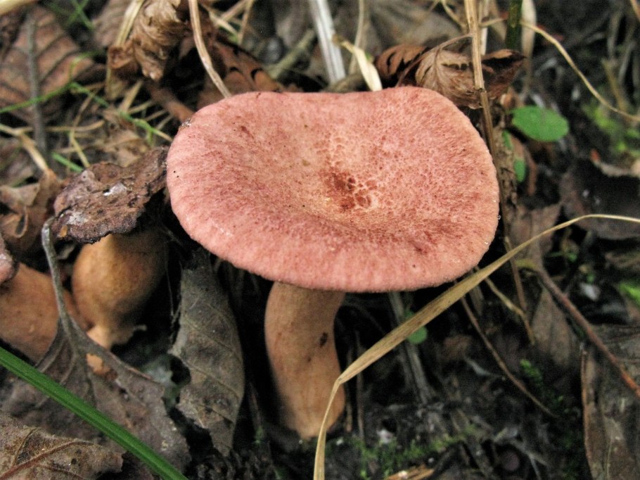 Lactarius badiosanguineus