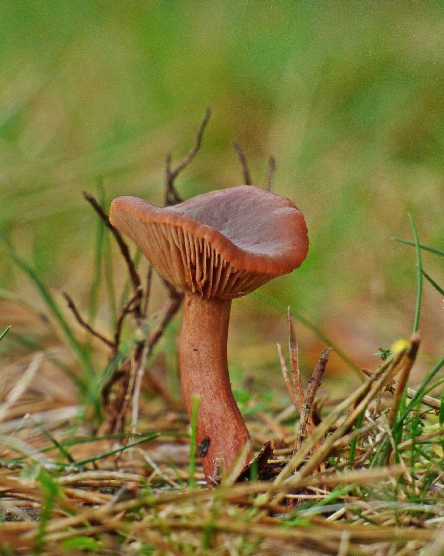 Млечник дубовый Lactarius Quietus