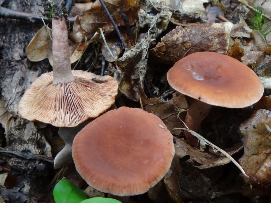 Млечник беззоновый гриб