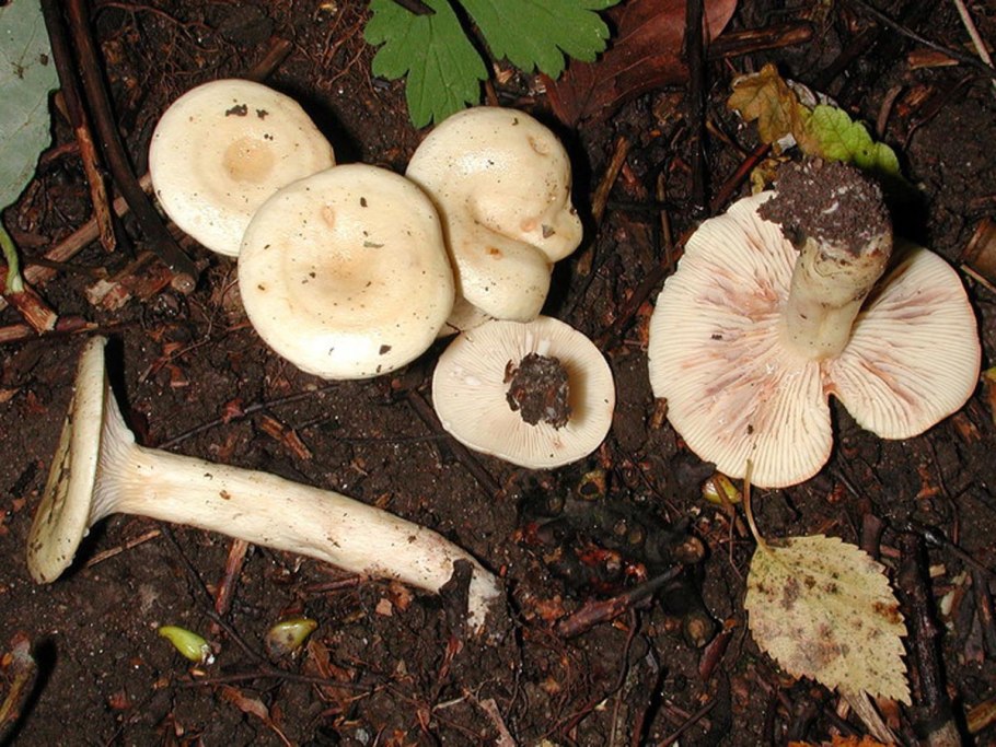 Млечник горькушка