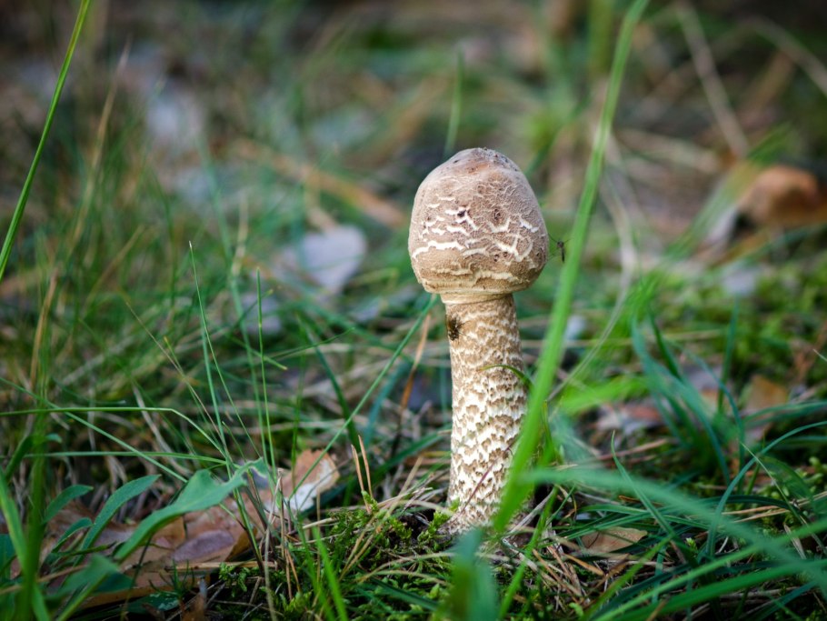 Гриб-зонтик съедобный и несъедобный