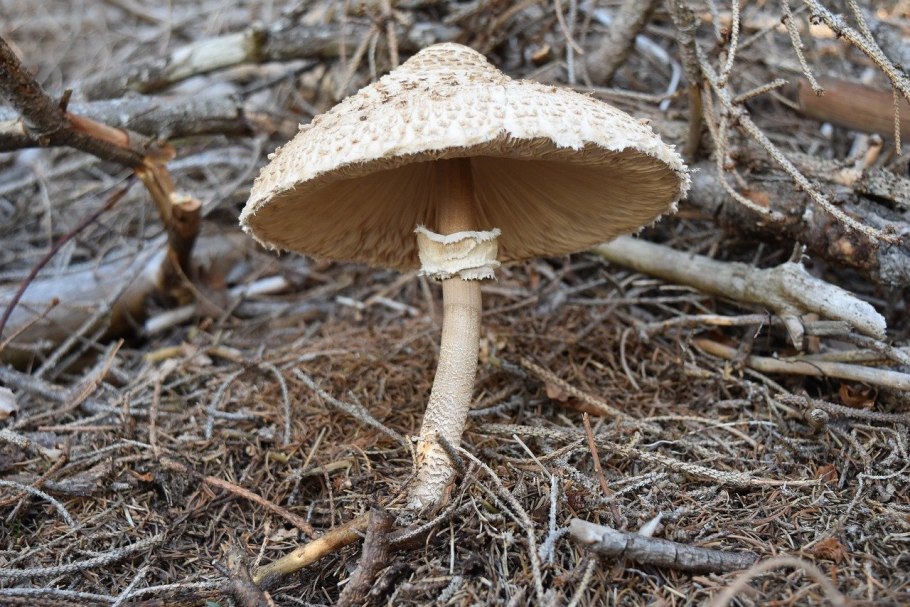 Зонтик пёстрый macrolepiota procera