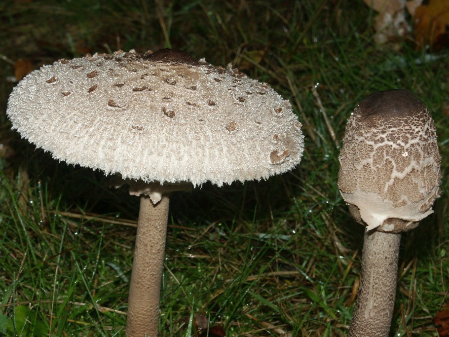 Зонтик пёстрый Macrolepiota procera