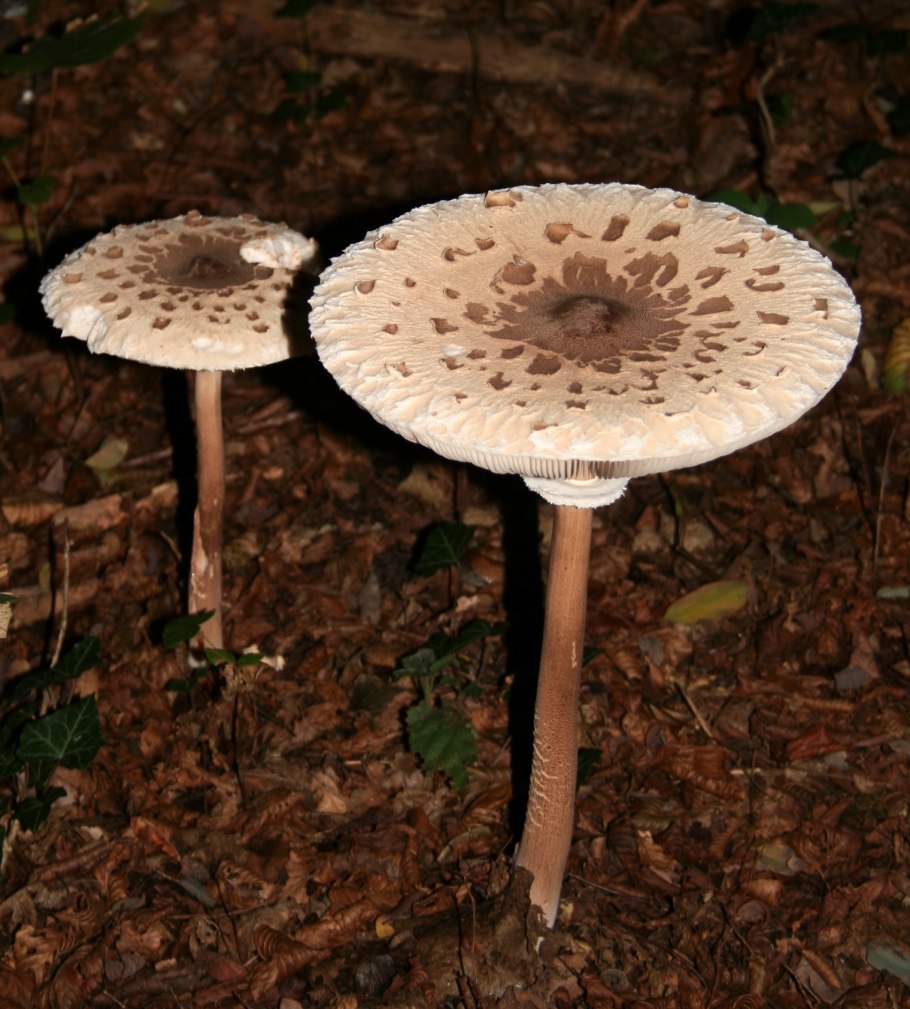 Гриб зонтик поганка