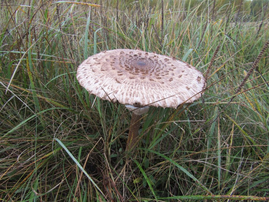 Macrolepiota procera гриб
