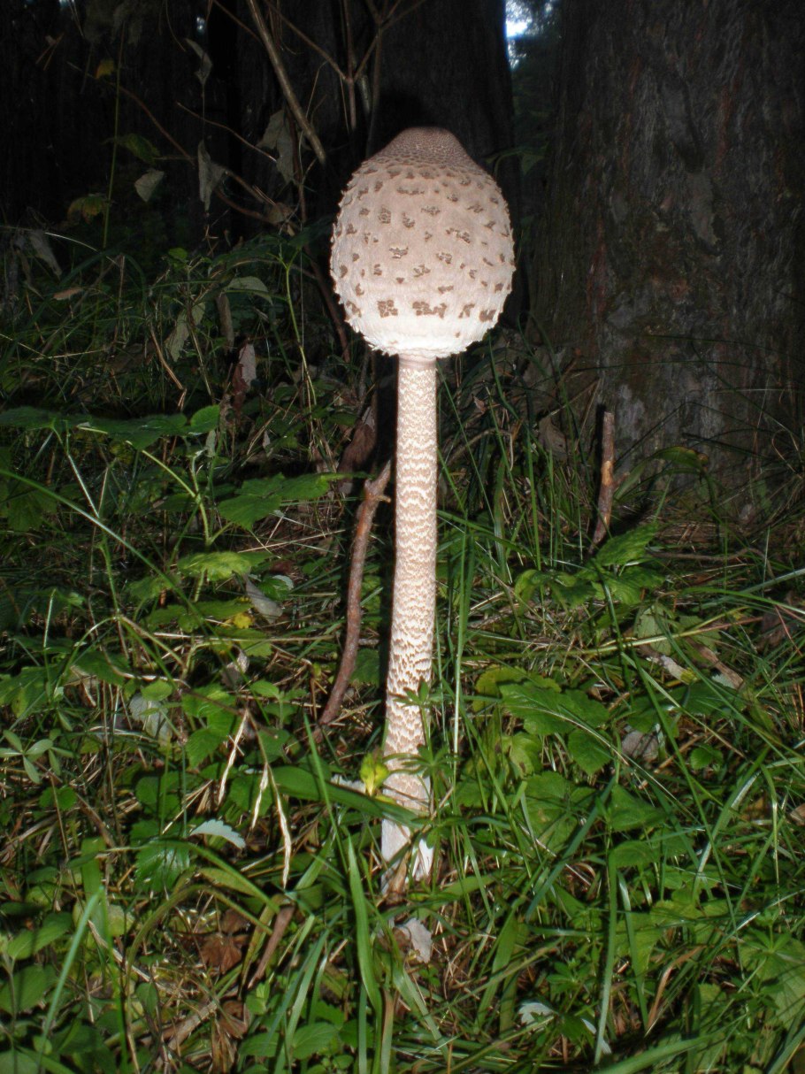 Гриб-зонтик девичий (Macrolepiota puellaris)