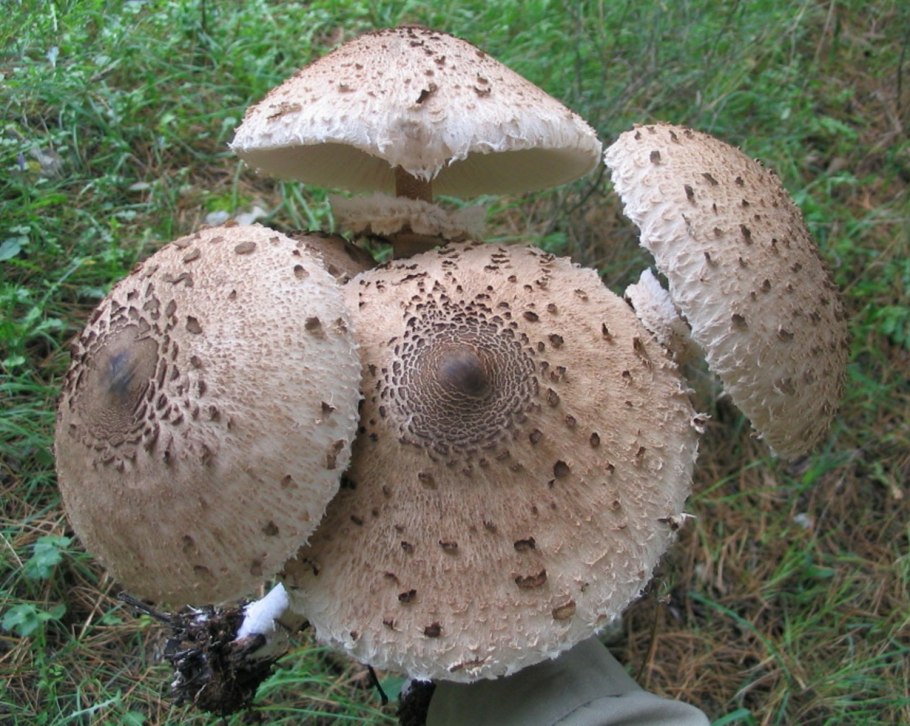 Macrolepiota procera – гриб зонтик высокий
