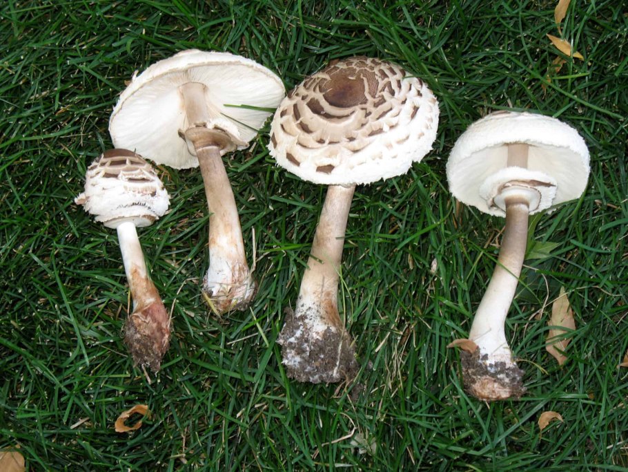 Гриб Амбрелла