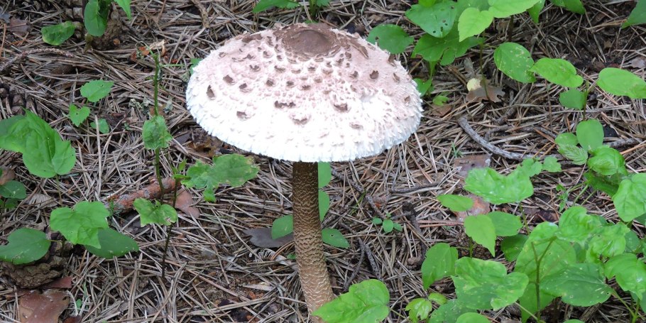 Гриб-зонтик съедобный
