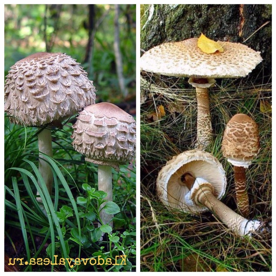 Зонтик пёстрый Macrolepiota procera