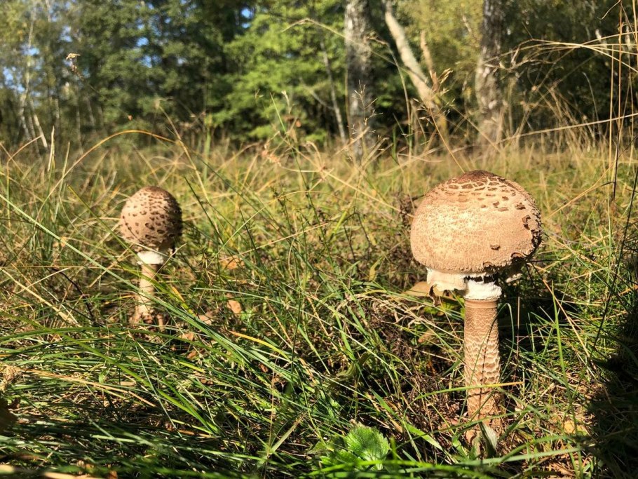 Гриб зонтик пёстрый macrolepiota procera