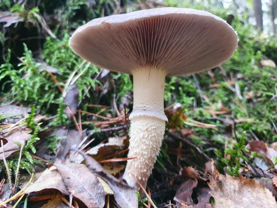 Горнеманна строфария гриб