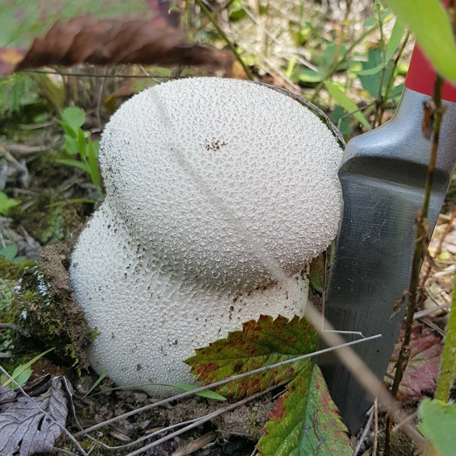 Грибы с широкой шляпкой