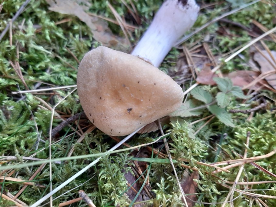 Фригийский колпак гриб