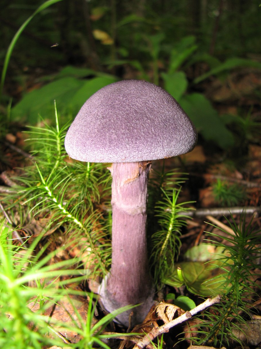 Паутинник фиолетовый