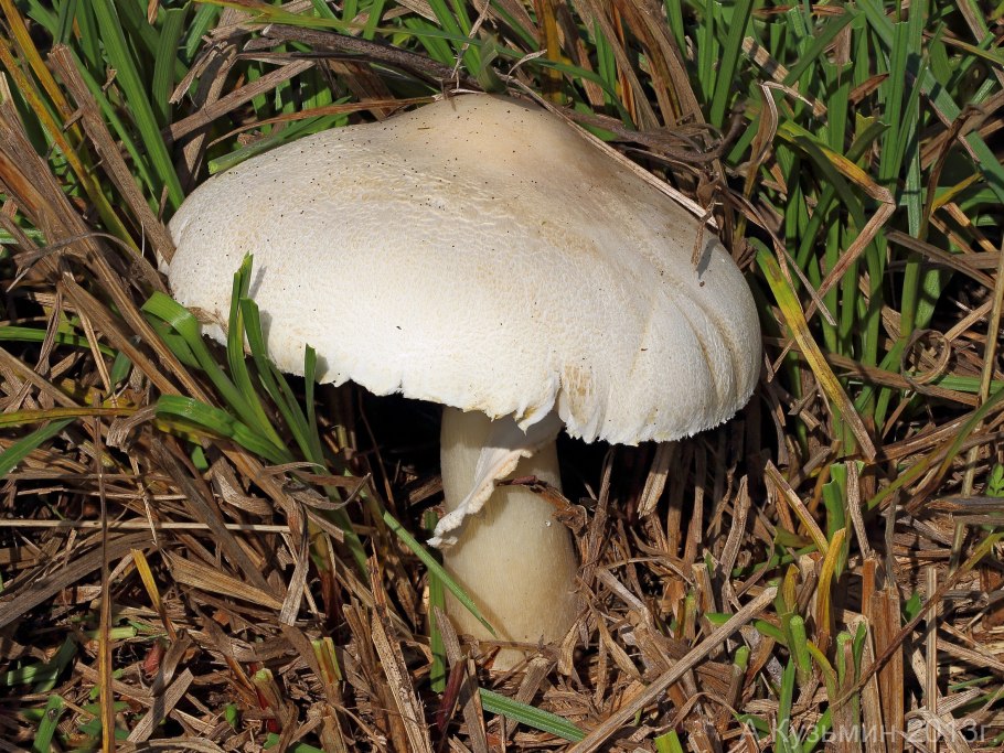 Белошампиньон румянящийся Leucoagaricus Leucothites
