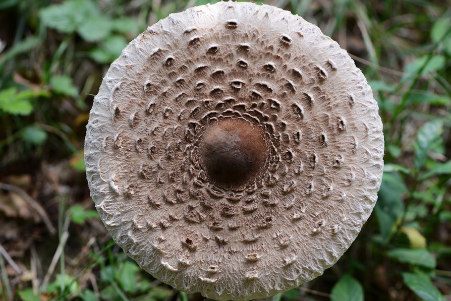 Шляпка гриба грибница