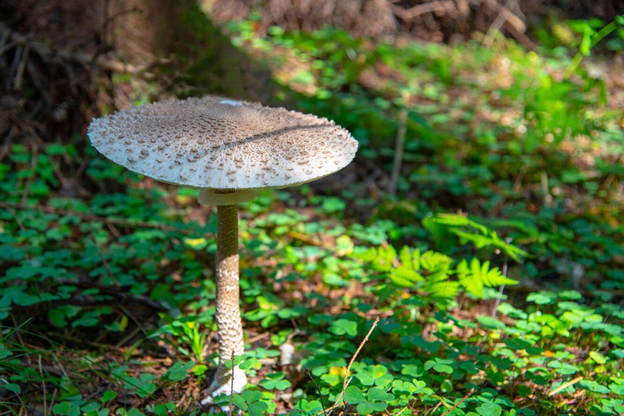 Лаковица Аметистовая