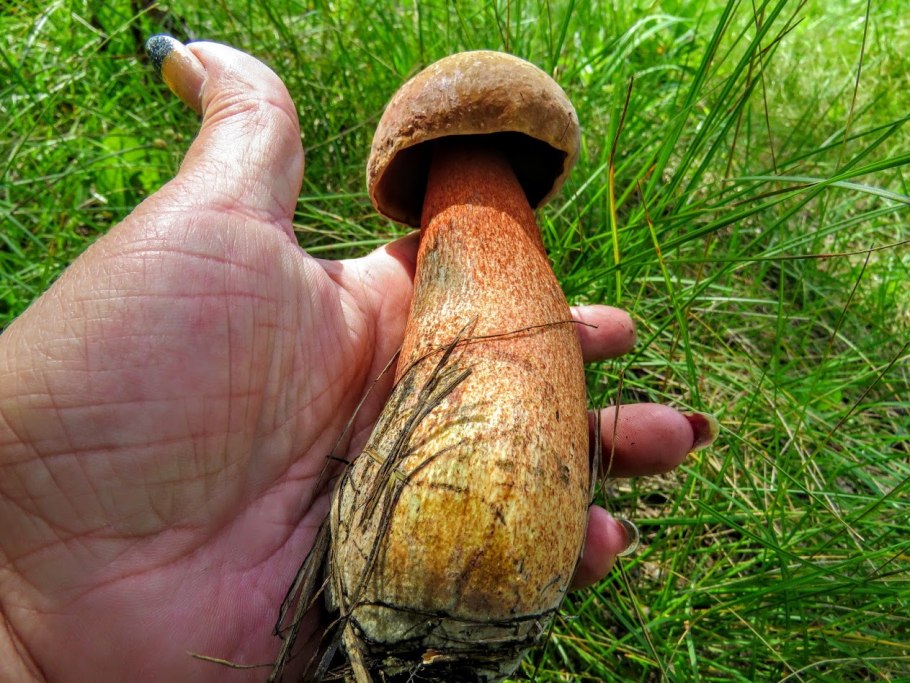 Грибы на тонкой ножке