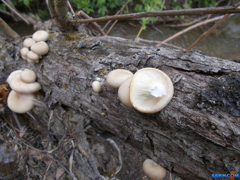 Шиитаке на пнях