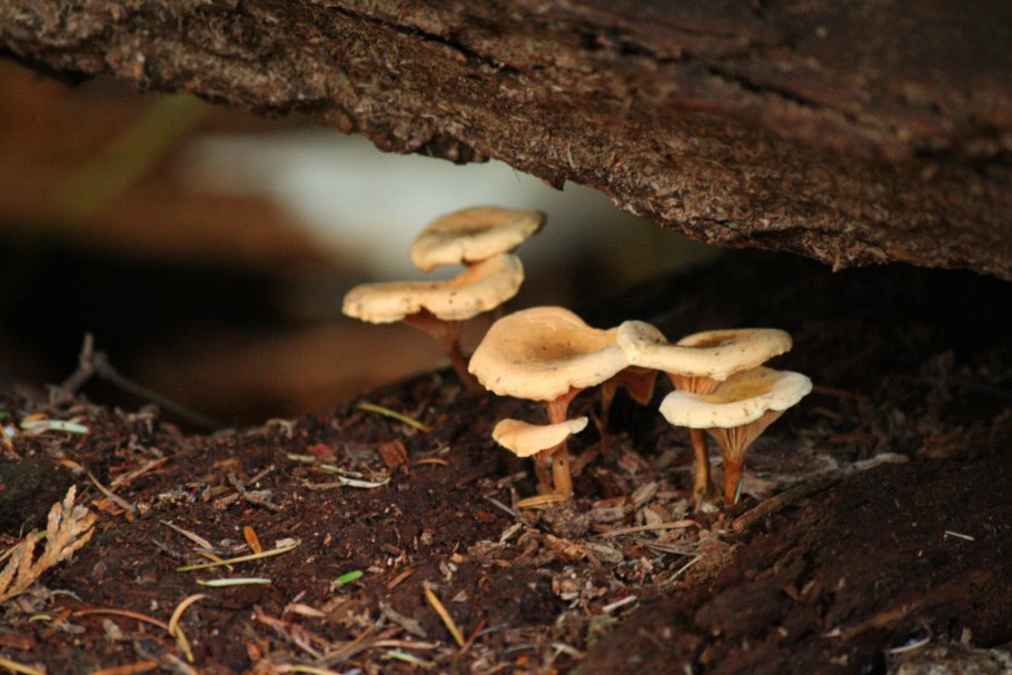 Грибы в грязном лесу