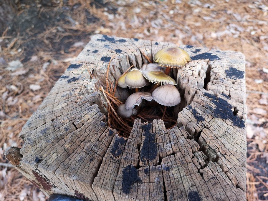 Императорский гриб шиитаке