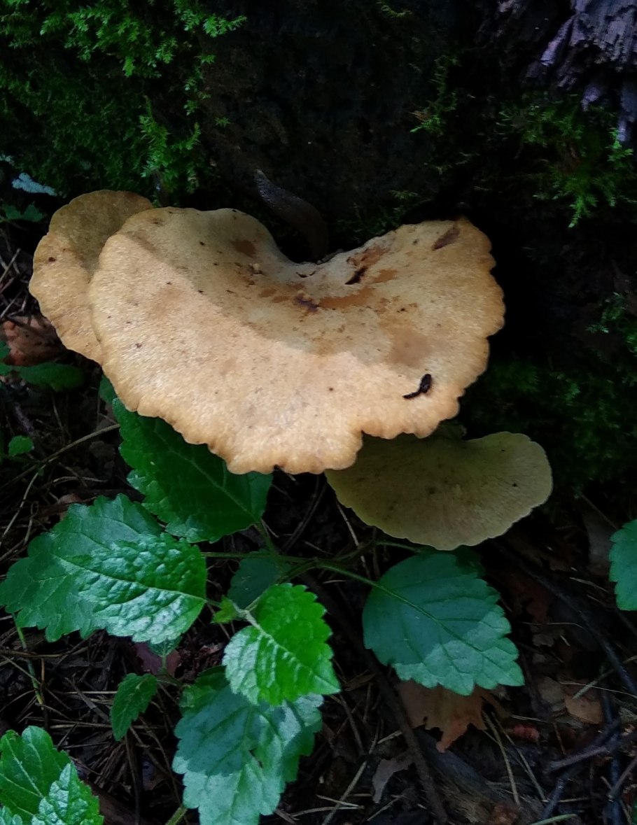 Грибы на гнилой древесине